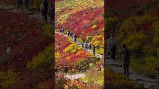 Autumn is coming to Mount Rainier [upl. by Waine]