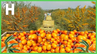 Growing amp Harvesting Sea Buckthorn Liquid Gold  How to Process Sea Buckthorn HappyFarm85 [upl. by Eneluj]