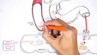 Bilirubin Metabolism [upl. by Atthia]