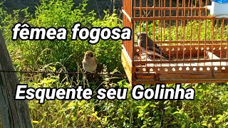 Golinha fêmea chamando e chiando na natureza ao vivo esquenteseugolinha [upl. by Iznekcam]