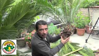 How to Relocate a Sago Palm  Cycas Revoluta [upl. by Mackintosh]