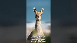 Meet the Klipspringer Africa’s RockHopping Antelope [upl. by Doerrer]