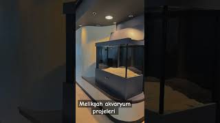 Melikşah akvaryum projeleri akvaryumdekoru aquarium akvaryumkurulumu aquascape fish [upl. by Manas]