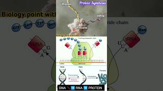 🔴 Protein Synthesis 🧬🤯🎯 biologynotes NEET  CBSE Translation [upl. by Ehman668]