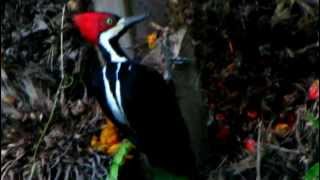 Crimsoncrested Woodpecker  Campephilus melanoleucos  Woodpeckers of Colombia [upl. by Bertle35]