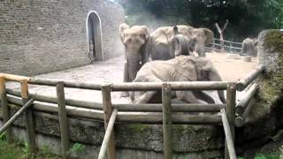 Kampf der Elefanten im Wuppertaler Zoo 25082012 [upl. by Anahc]