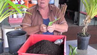 Growing Pandan in Pots [upl. by Stent]