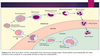 Monopoiesis amp LymphopoiesisStages of Maturation [upl. by Ettenad]