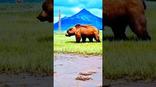 The bear sniffing its way forward in the forest shorts bear anime trending shortvideo [upl. by Ivory621]