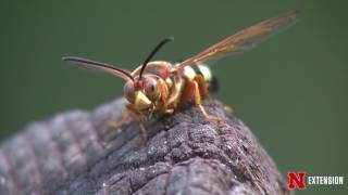 Cicada Killing Wasps [upl. by Genie]