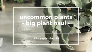 Plant Haul  uncommon rare houseplants for your home Fall 19 [upl. by Eyr]