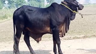 cow fitness cow goat animlas kaam kaj karo Live stock [upl. by Brier]