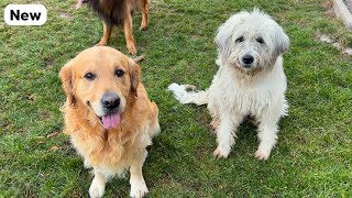 Golden Retriever Falls In Love With A Farm Dog [upl. by Asirrom]