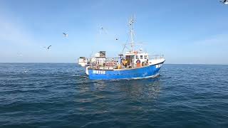 Portland Isle Weymouth Whelk fishing [upl. by Hirasuna]