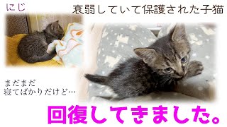 ND498【子猫】衰弱していて保護された子猫、まだ寝てばかりだけど回復してきました。【保護猫】 [upl. by Savina604]