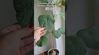 STEPHANIA ERECTA Part 2  130 days laterIndoorJNGLplants houseplantsplantlover indoorjungle [upl. by Saville]