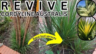 Cordyline australis frost damage and how to revive new bud sprouts how to revive a dying Cordyline [upl. by Durgy]