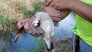 casería de palomas con resorteras y bolichas [upl. by Nevak431]