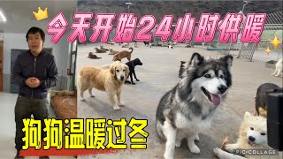 20241116 Xiaoxus Mountain Life with Dogs 基地200多只狗狗面对寒冷的危机，小徐早已提前准备好过冬的物资，今天开始基地送暖了。 [upl. by Nynahs686]