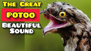 POTOO BIRD HAUNTINGLY BEAUTIFUL SOUND [upl. by Ssalguod]