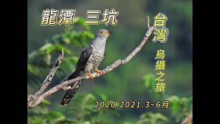 20202021龍潭三坑賞鳥 中杜鵑 棕三趾鶉 緋秧雞 小鷿鷈 鷦鶯 野鴝等等 [upl. by Booker]