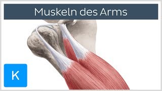 Muskeln des Arms  Ursprünge Ansätze und Innervation  Anatomie des Menschen  Kenhub [upl. by Pharaoh389]