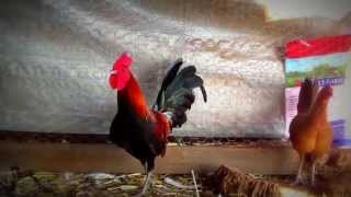 Red Jungle Fowl [upl. by Genet976]