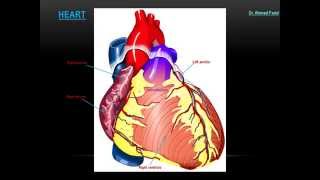 Anatomy of The Heart  DrAhmed Farid [upl. by Accire381]