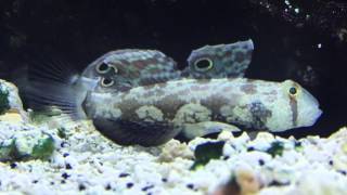 Species Spotlight Season 2  The Twinspot Signal Goby  Episode 35 [upl. by Tremann593]