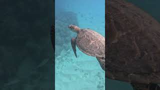 Hawksbill Sea Turtle [upl. by Eleon286]