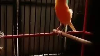 Canary singing bird most beautiful song 2 [upl. by Conroy]