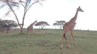 Crescent Island Lake Naivasha  giraffes [upl. by Okimik]