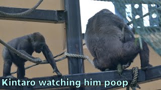 Kintaro is surprised to see Genkis big poop【Kyoto City ZooGorilla Fam】 [upl. by Ardnasal]