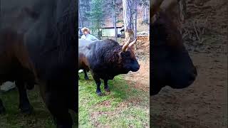 Immerse Yourself in the Majesty A Close Look at a Magnificent Black Bull [upl. by Cini]