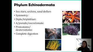 Phylum Echinodermata [upl. by Nilauqcaj]