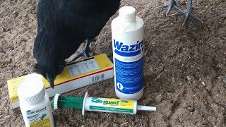 Deworming Chickens [upl. by Ytsirt]