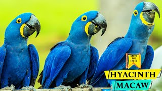 Hyacinth Macaw  Worlds Largest Flying Parrot species [upl. by Farmer]