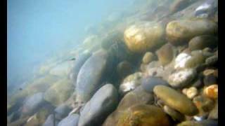 UnterwasserAufnahmen aus der Aare bei Bremgarten 9 Juli 2010 [upl. by Atiuqad711]