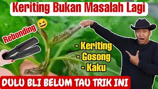 REBONDING KERITING DAUN SAMPAI LURUS 👍 [upl. by Iorio800]