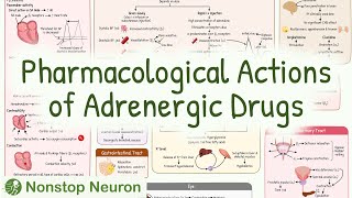 Adrenergic Drugs  Pharmacology Animation [upl. by Inaja937]