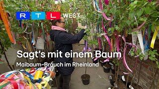 Sagts mit einem Baum MaibaumBrauch im Rheinland  RTL WEST 25042024 [upl. by Yann]