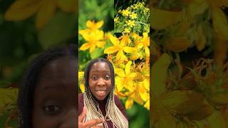 Benefits of St John’s wort [upl. by Bucella]