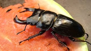 Dorcus curvidens binodulosus  freshly emerged males [upl. by Ydnab374]