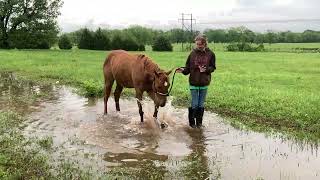 Weanling horse playing in puddle [upl. by Hausner]