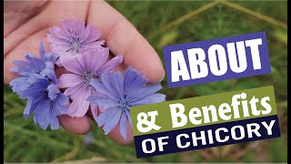 About Benefits and Uses for the blue CHICORY plant [upl. by Einaffyt866]