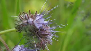 Phacelia tanacetifolia [upl. by Namad]