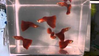 Red delta show guppies [upl. by Robbyn]