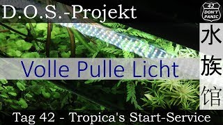 Tag 42  Tropicas StartService Volle Pulle Licht  DOSProjekt [upl. by Anamor564]