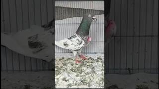 Aasmani high flyer kabutar bazi status 🕊😱  attitude pigeon video kabutar kabutarbazi viralvideo [upl. by Nanni]