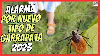 🔴 ALARMA POR NUEVA GARRAPATA EN ESPAÑA 2023 🔴 PLAGA DE PICADURAS EN PERROS Y HUMANOS [upl. by Matthia]